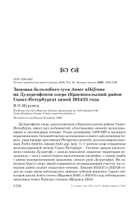 Зимовка белолобого гуся Anser albifrons на Дудергофском озере (Красносельский район Санкт-Петербурга) зимой 2024/25 года
