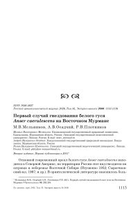 Первый случай гнездования белого гуся Anser caerulescens на Восточном Мурмане