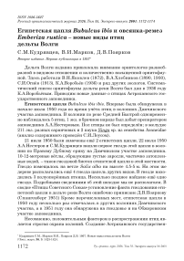 Египетская цапля Bubulcus ibis и овсянка-ремез Emberiza rustica – новые виды птиц дельты Волги