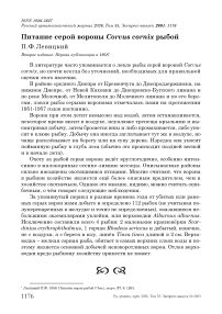 Питание серой вороны Corvus cornix рыбой