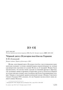 Чёрный дятел Dryocopus martius на Украине
