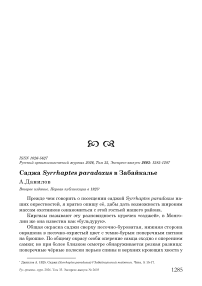 Саджа Syrrhaptes paradoxus в Забайкалье