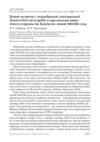 Новые встречи с чернобровой зонотрихией Zonotrichia atricapilla и орегонским юнко Junco oreganus на Камчатке зимой 2025/26 года