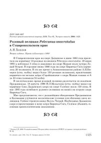 Розовый пеликан Pelecanus onocrotalus в Ставропольском крае