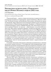 Интересные встречи птиц у Рыжовского пруда (Новая Москва) в апреле 2025 года