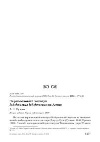 Черноголовый хохотун Ichthyaetus ichthyaetus на Алтае
