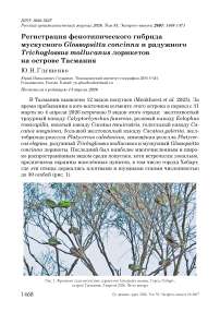 Регистрация фенотипического гибрида мускусного Glossopsitta concinna и радужного Trichoglossus mollucanus лорикетов на острове Тасмания
