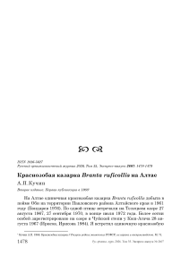 Краснозобая казарка Branta ruficollis на Алтае