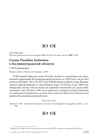 Скопа Pandion haliaetus в Калининградской области
