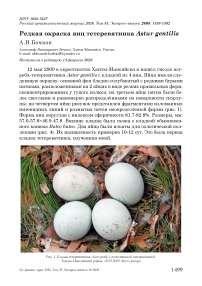 Редкая окраска яиц тетеревятника Astur gentilis