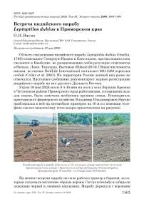 Встреча индийского марабу Leptoptilos dubius в Приморском крае