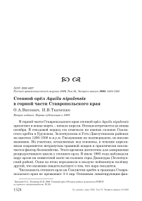 Степной орёл Aquila nipalensis в горной части Ставропольского края