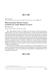 Шилоклювка Recurvirostra avosetta на озере Маныч-Гудило