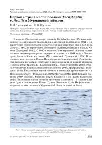 Первая встреча малой поганки Tachybaptus ruficollis в Мурманской области
