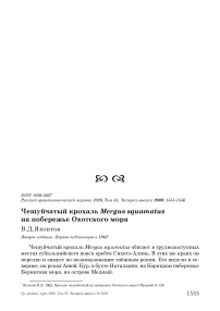 Чешуйчатый крохаль Mergus squamatus на побережье Охотского моря