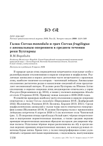Галка Corvus monedula и грач Corvus frugilegus с аномальным оперением в среднем течении реки Бухтармы