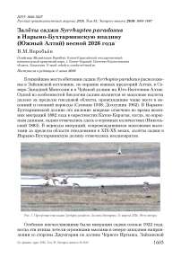 Залёты саджи Syrrhaptes paradoxus в Нарымо-Бухтарминскую впадину (Южный Алтай) весной 2026 года