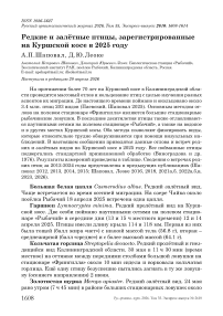Редкие и залётные птицы, зарегистрированные на Куршской косе в 2025 году