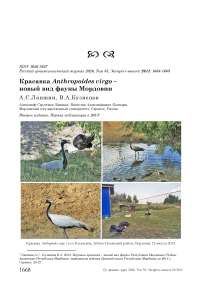 Красавка Anthropoides virgo – новый вид фауны Мордовии