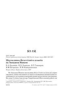 Шилоклювка Recurvirostra avosetta на Западном Маныче
