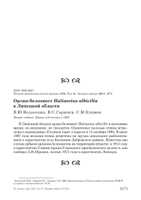 Орлан-белохвост Haliaeetus albicilla в Липецкой области
