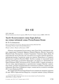 Залёт белоголового сипа Gyps fulvus на север таёжной зоны Республики Коми