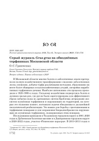 Серый журавль Grus grus на обводнённых торфяниках Московской области