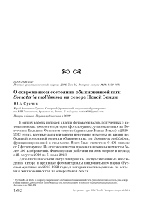 О современном состоянии обыкновенной гаги Somateria mollissima на севере Новой Земли