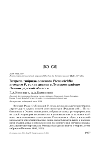 Встреча гибрида зелёного Picus viridis и седого P. canus дятлов в Лужском районе Ленинградской области