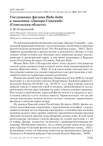 Гнездование филина Bubo bubo в заказнике «Днепро˗Сожский» (Гомельская область)