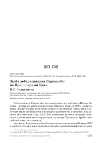 Залёт лебедя-шипуна Cygnus olor на Приполярный Урал