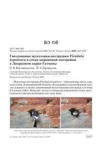 Гнездование мухоловки-пеструшки Ficedula hypoleuca в стене кирпичной постройки в Дворцовом парке Гатчины