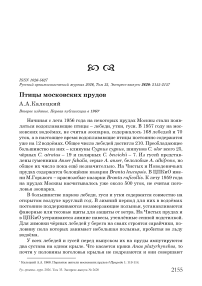 Птицы московских прудов