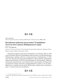 Китайская райская мухоловка Terpsiphone incei на юго-западе Хабаровского края