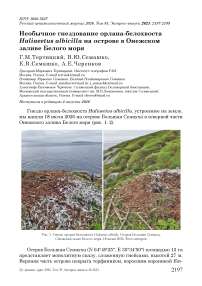 Необычное гнездование орлана-белохвоста Haliaeetus albicilla на острове в Онежском заливе Белого моря