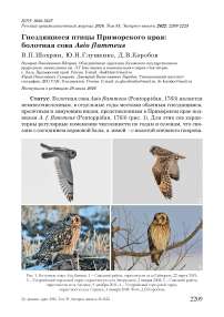 Гнездящиеся птицы Приморского края: болотная сова Asio flammeus