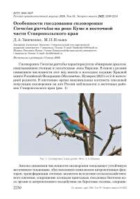 Особенности гнездования сизоворонки Coracias garrulus на реке Куме в восточной части Ставропольского края