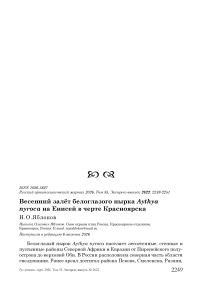 Весенний залёт белоглазого нырка Aythya nyroca на Енисей в черте Красноярска