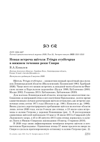 Новая встреча щёголя Tringa erythropus в нижнем течении реки Свири