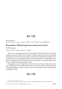 Фламинго Phoenicopterus roseus на Алтае