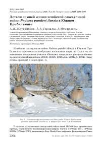 Детали зимней жизни илийской саксаульной сойки Podoces panderi ilensis в Южном Прибалхашье