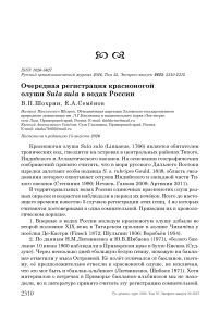 Очередная регистрация красноногой олуши Sula sula в водах России