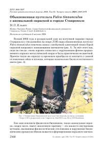 Обыкновенная пустельга Falco tinnunculus с аномальной окраской в городе Ставрополе