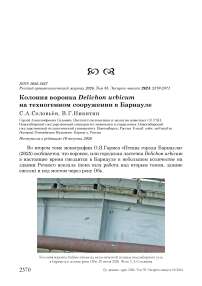 Колония воронка Delichon urbicum на техногенном сооружении в Барнауле