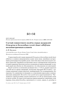 Случай совместного полёта серых журавлей Grus grus и белолобых гусей Anser albifrons несимметричным клином