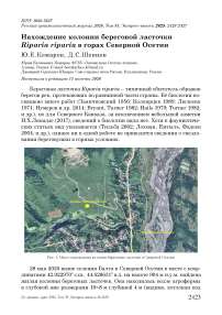 Нахождение колонии береговой ласточки Riparia riparia в горах Северной Осетии
