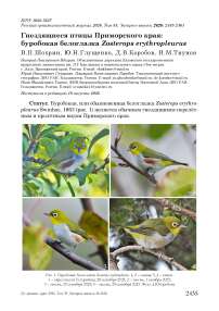 Гнездящиеся птицы Приморского края: буробокая белоглазка Zosterops erythropleurus