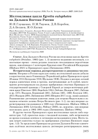 Желтоклювая цапля Egretta eulophotes на Дальнем Востоке России