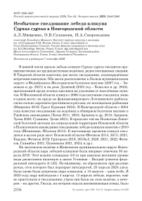 Необычное гнездование лебедя-кликуна Cygnus cygnus в Новгородской области
