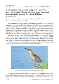 О гнездовом поведении амурского волчка Ixobrychus eurhythmus в пойме реки Большой Алим (левый приток Амура) в 2026 году
